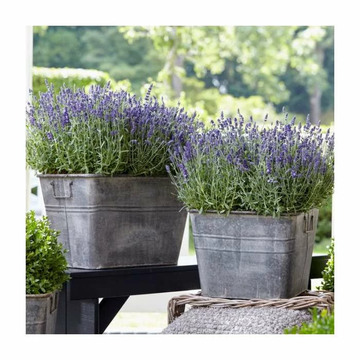 English Lavender | Lavender angustifolia 'Ardeche Blue' | 10.5cm Pot 4 English Lavender | Lavender angustifolia 'Ardeche Blue' | 10.5cm Pot - Image 2