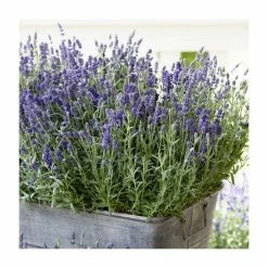 English Lavender | Lavender angustifolia 'Ardeche Blue' | 10.5cm Pot