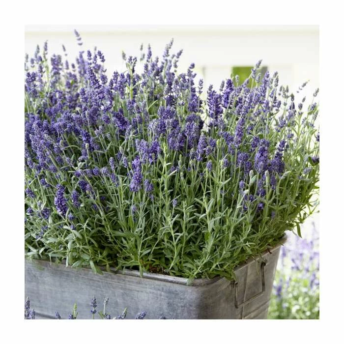 English Lavender | Lavender angustifolia 'Ardeche Blue' | 10.5cm Pot 3 English Lavender | Lavender angustifolia 'Ardeche Blue' | 10.5cm Pot