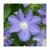 50-90cm Clematis 'Beauty Of Worcester' | 3L Pot 2 50-90cm Clematis 'Beauty Of Worcester' | 3L Pot -Cheap July Plants Store PL9276 main image 113a