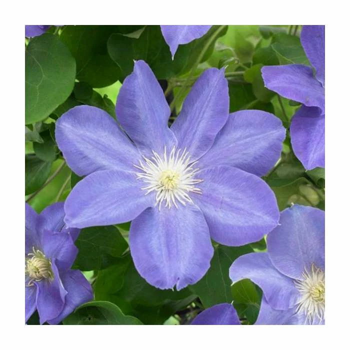 50-90cm Clematis 'Beauty Of Worcester' | 3L Pot 3 50-90cm Clematis 'Beauty Of Worcester' | 3L Pot
