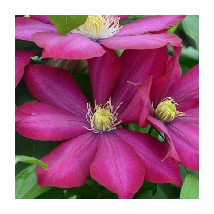 50-90cm Clematis 'Bourbon' | 3L Pot 3 50-90cm Clematis 'Bourbon' | 3L Pot