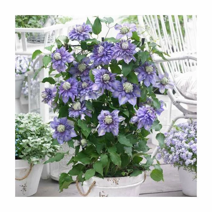 50-90cm Clematis 'Diamentina' | 3L Pot 3 50-90cm Clematis 'Diamentina' | 3L Pot
