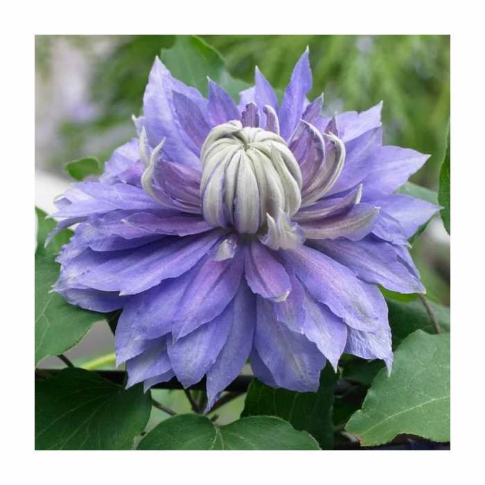 50-90cm Clematis 'Diamentina' | 3L Pot 4 50-90cm Clematis 'Diamentina' | 3L Pot - Image 2