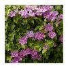 50-90cm Clematis 'Dr Ruppel' | 3L Pot 1 50-90cm Clematis 'Dr Ruppel' | 3L Pot -Cheap July Plants Store PL9280 main image f16e