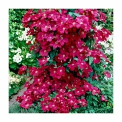 50-90cm Clematis 'Ernest Markham' | 3L Pot