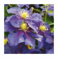 50-90cm Clematis 'General Sikorski' | 3L Pot -Cheap July Plants Store PL9282 add image 1 0055