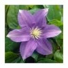 50-90cm Clematis 'General Sikorski' | 3L Pot 2 50-90cm Clematis 'General Sikorski' | 3L Pot -Cheap July Plants Store PL9282 main image 3e94