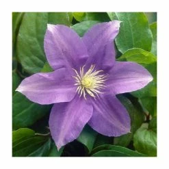 50-90cm Clematis 'General Sikorski' | 3L Pot