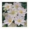 50-90cm Clematis 'Guernsey Cream' | 3L Pot