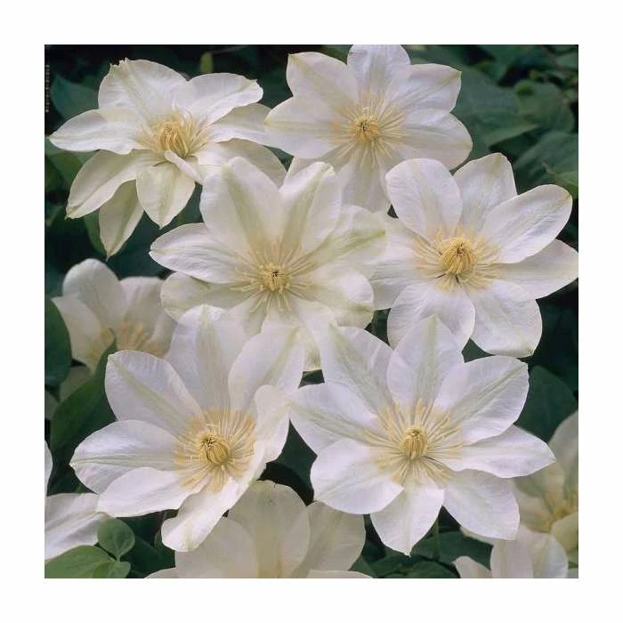50-90cm Clematis 'Guernsey Cream' | 3L Pot 3 50-90cm Clematis 'Guernsey Cream' | 3L Pot