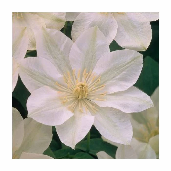 50-90cm Clematis 'Guernsey Cream' | 3L Pot 4 50-90cm Clematis 'Guernsey Cream' | 3L Pot - Image 2