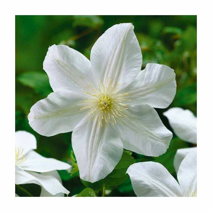 50-90cm Clematis 'Marie Boisselot' | 3L Pot 3 50-90cm Clematis 'Marie Boisselot' | 3L Pot