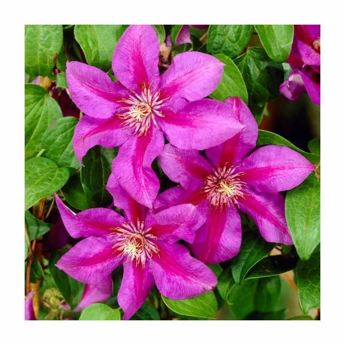 50-90cm Clematis 'Mrs N Thompson' | 3L Pot 3 50-90cm Clematis 'Mrs N Thompson' | 3L Pot