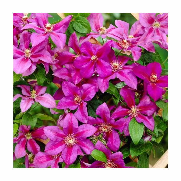 50-90cm Clematis 'Mrs N Thompson' | 3L Pot 4 50-90cm Clematis 'Mrs N Thompson' | 3L Pot - Image 2