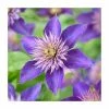 50-90cm Clematis 'Multi Blue' | 3L Pot 1 50-90cm Clematis 'Multi Blue' | 3L Pot -Cheap July Plants Store PL9288 main image 0138