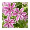 50-90cm Clematis 'Ooh La La' | 3L Pot -Cheap July Plants Store PL9289 main image 59bb
