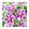 50-90cm Clematis 'Piilu' | 3L Pot 1 50-90cm Clematis 'Piilu' | 3L Pot -Cheap July Plants Store PL9290 main image 8218