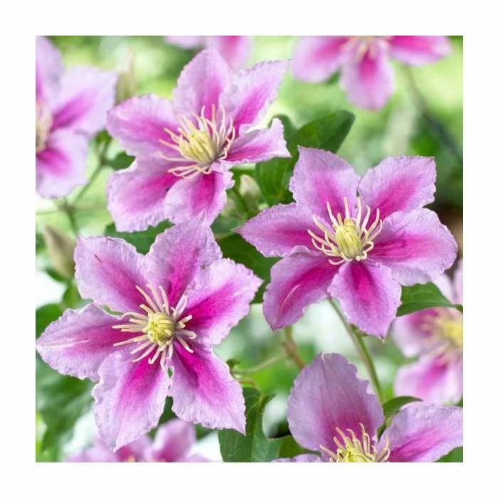 50-90cm Clematis 'Piilu' | 3L Pot 3 50-90cm Clematis 'Piilu' | 3L Pot