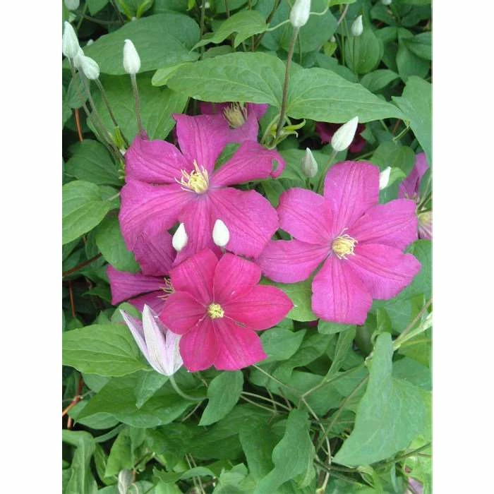 50-90cm Clematis 'Remembrance' | 3L Pot | Clematis Ranunculaceae 4 50-90cm Clematis 'Remembrance' | 3L Pot | Clematis Ranunculaceae - Image 2