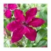 50-90cm Clematis 'Ruby Wedding' | 3L Pot