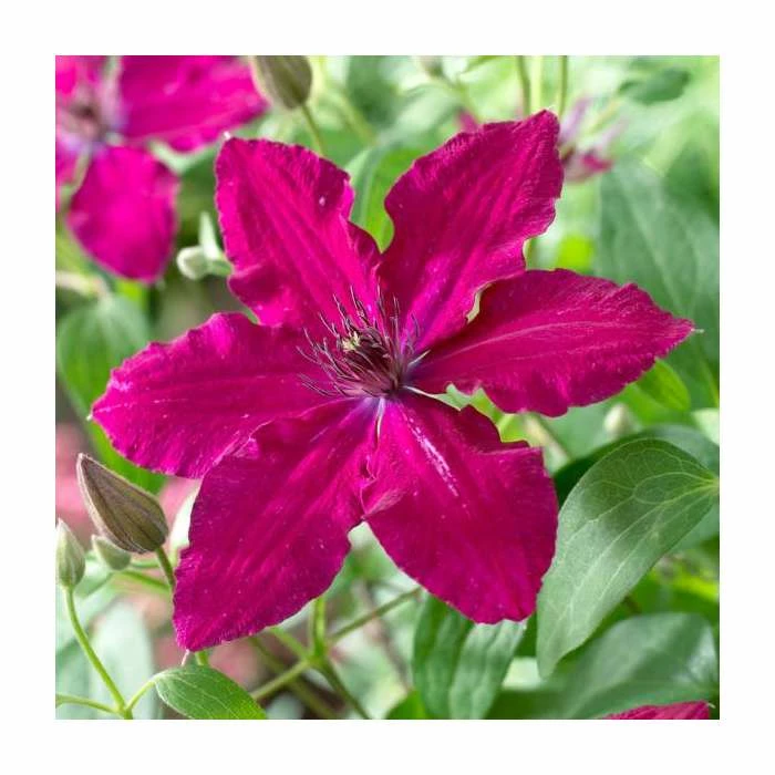 50-90cm Clematis 'Ruby Wedding' | 3L Pot 3 50-90cm Clematis 'Ruby Wedding' | 3L Pot