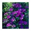 50-90cm Clematis 'The President' | 3L Pot 2 50-90cm Clematis 'The President' | 3L Pot -Cheap July Plants Store PL9294 main image 467c