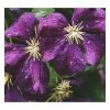 50-90cm Clematis Viticella 'Etoile Violette' | 3L Pot 1 50-90cm Clematis Viticella 'Etoile Violette' | 3L Pot -Cheap July Plants Store PL9297 main image 12cb