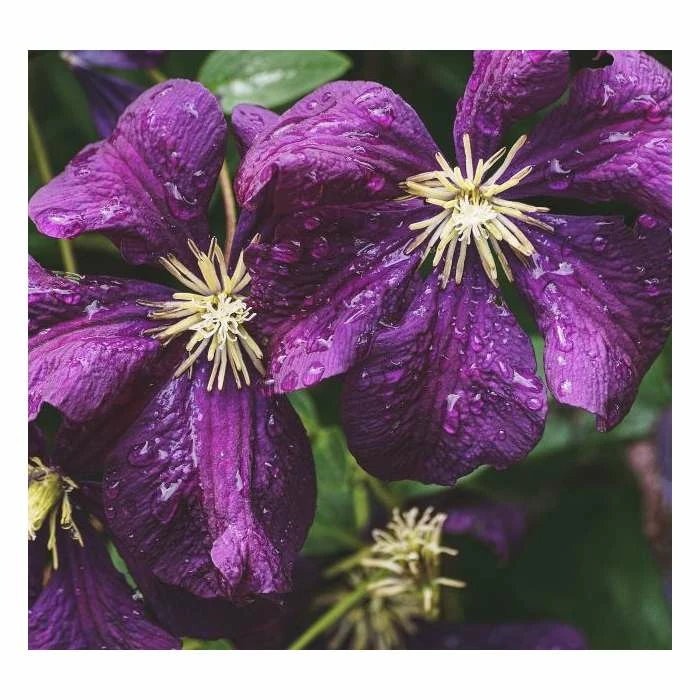 50-90cm Clematis Viticella 'Etoile Violette' | 3L Pot 3 50-90cm Clematis Viticella 'Etoile Violette' | 3L Pot