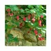 50-90cm Trailing Abutilon | Abutilon Megapotamicum | 3L Pot 1 50-90cm Trailing Abutilon | Abutilon Megapotamicum | 3L Pot -Cheap July Plants Store PL9298 main image 90b5