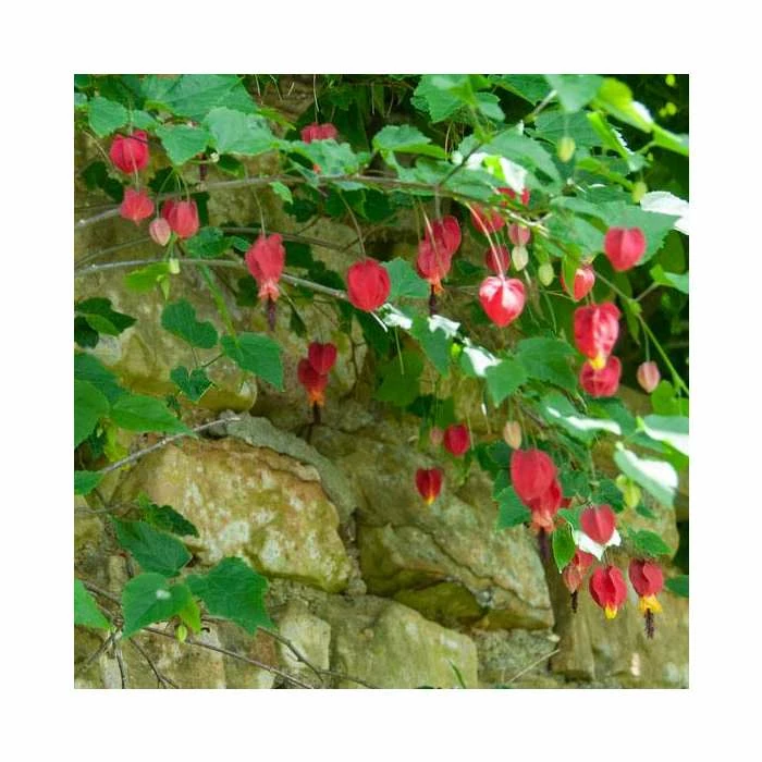 50-90cm Trailing Abutilon | Abutilon Megapotamicum | 3L Pot 3 50-90cm Trailing Abutilon | Abutilon Megapotamicum | 3L Pot