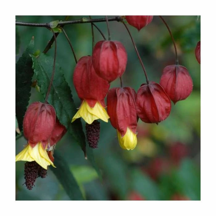 50-90cm Trailing Abutilon | Abutilon Megapotamicum | 3L Pot 4 50-90cm Trailing Abutilon | Abutilon Megapotamicum | 3L Pot - Image 2