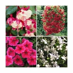 30 x Jumbo Plugs | Hanging Basket Plant Collection | Hand-Picked By Experts