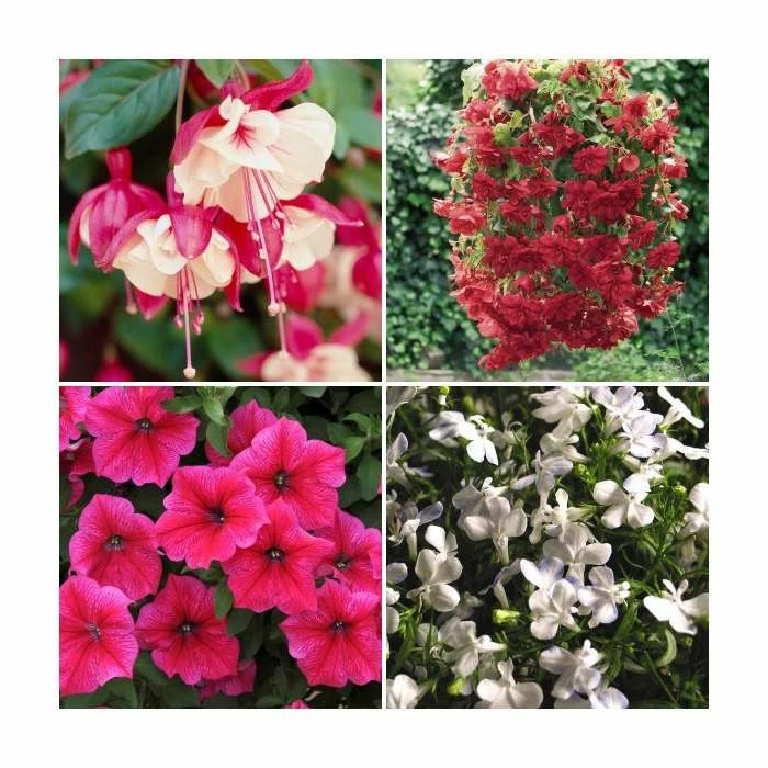 30 x Jumbo Plugs | Hanging Basket Plant Collection | Hand-Picked By Experts 3 30 x Jumbo Plugs | Hanging Basket Plant Collection | Hand-Picked By Experts