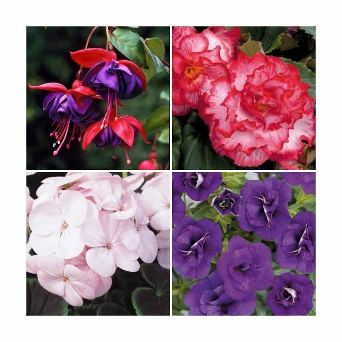 30 x Jumbo Plugs | The Classic Bedding Plant Collection | Hand-Picked By Experts 3 30 x Jumbo Plugs | The Classic Bedding Plant Collection | Hand-Picked By Experts