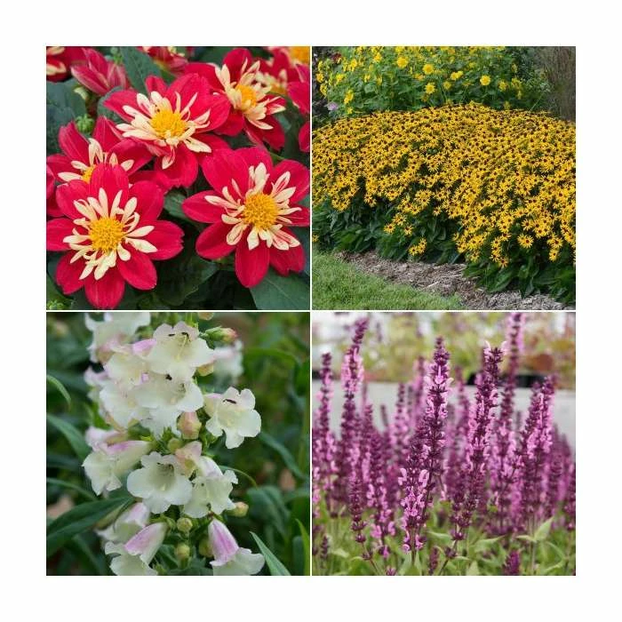 30 x Jumbo Plugs | Perennial Bedding Plants Collection | Hand-Picked By Experts 3 30 x Jumbo Plugs | Perennial Bedding Plants Collection | Hand-Picked By Experts