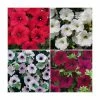30 x Jumbo Plugs | Petunia Surfinia Collection | Hand-Picked By Experts 1 30 x Jumbo Plugs | Petunia Surfinia Collection | Hand-Picked By Experts -Cheap July Plants Store PL930009 main image 8208