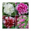 30 x Jumbo Plugs | Petunia Tumbelina Collection | Hand-Picked By Experts 1 30 x Jumbo Plugs | Petunia Tumbelina Collection | Hand-Picked By Experts -Cheap July Plants Store PL930010 main image dc54