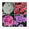 60 x Jumbo Plugs | Vibrant Verbena Collection | Hand-Picked By Experts -Cheap July Plants Store PL930014 main image 353d