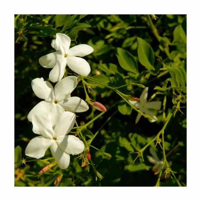 50-90cm Jasminum Officinale 'Clotted Cream' | 3L Pot 3 50-90cm Jasminum Officinale 'Clotted Cream' | 3L Pot