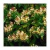 50-90cm Lonicera Henryi 'Copper Beauty' | 3L Pot 1 50-90cm Lonicera Henryi 'Copper Beauty' | 3L Pot -Cheap July Plants Store PL9307 main image 074e
