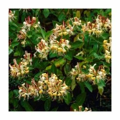 50-90cm Lonicera Henryi 'Copper Beauty' | 3L Pot