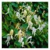 50-90cm 3ft Halls Japanese Honeysuckle Plant | 3L Pot | Lonicera Halliana 1 50-90cm 3ft Halls Japanese Honeysuckle Plant | 3L Pot | Lonicera Halliana -Cheap July Plants Store PL9308 main image 0de4