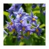 50-90cm Chilean Potato Tree | Solanum Glasnevin | 2.5L Pot 1 50-90cm Chilean Potato Tree | Solanum Glasnevin | 2.5L Pot -Cheap July Plants Store PL9314 main image a03b