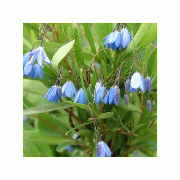 50-90cm 3ft Bluebell Creeper | 3L Pot | Sollya Heterophylla Blue 3 50-90cm 3ft Bluebell Creeper | 3L Pot | Sollya Heterophylla Blue