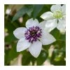 50-90cm Clematis Florida 'Sieboldii' | 3L Pot -Cheap July Plants Store PL9396 main image bbf6