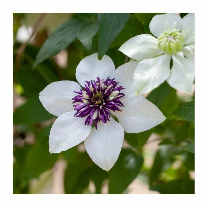 50-90cm Clematis Florida 'Sieboldii' | 3L Pot 3 50-90cm Clematis Florida 'Sieboldii' | 3L Pot
