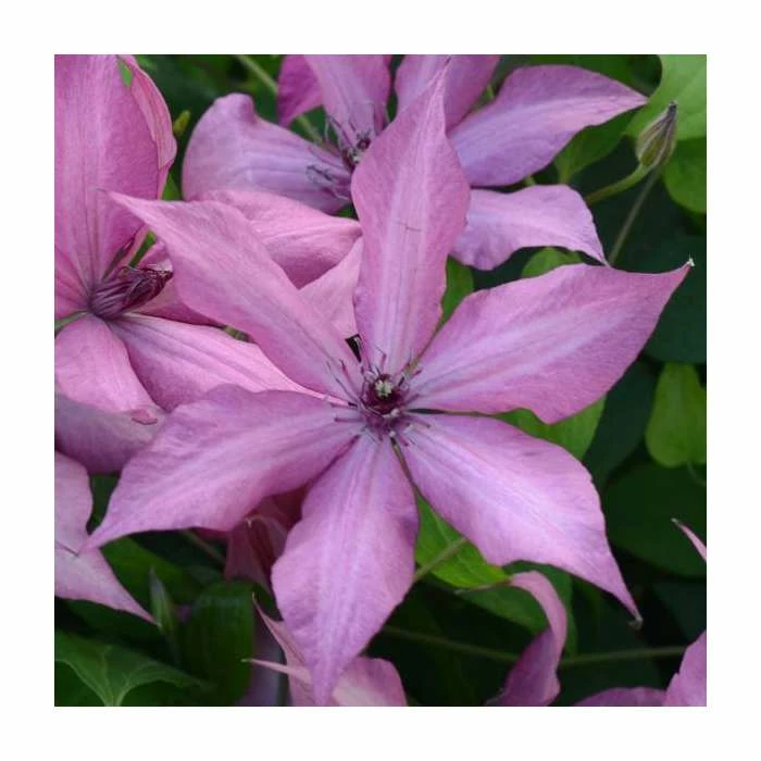 50-90cm Clematis 'Giselle' | 3L Pot 3 50-90cm Clematis 'Giselle' | 3L Pot