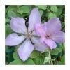 50-90cm Clematis 'Margaret Hunt' | 3L Pot