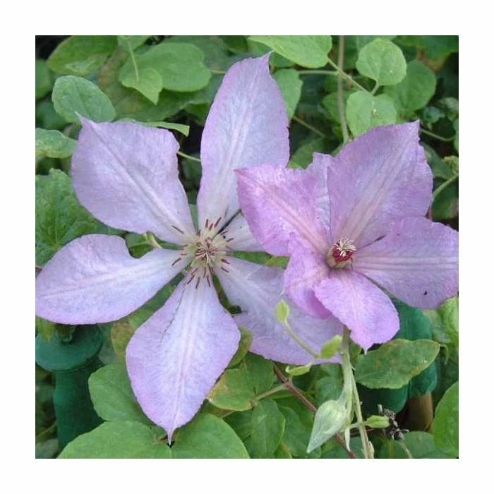 50-90cm Clematis 'Margaret Hunt' | 3L Pot 3 50-90cm Clematis 'Margaret Hunt' | 3L Pot